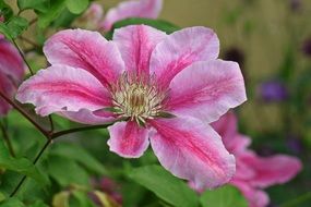 pink clematis blossom bloom climber