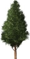 Chilean cedar on a white background