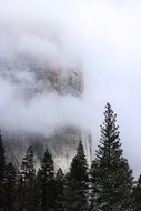 dense fog over the tops of pines