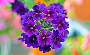 bright blue flowers of verbena