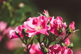 Pink Roses in garden macro