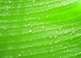 water drops on the green fresh leaf
