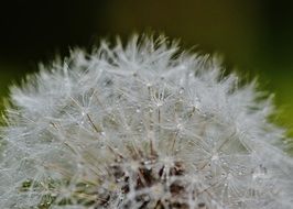 fluffy hat of the dandelion close up