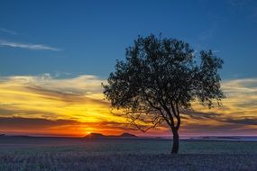 lonely tree on a background of color sunset