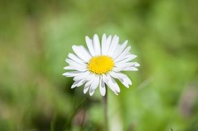 macro view of wonderful white Daisy Flower