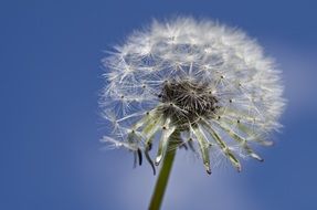 Closeup photo of Dandelion at the background of the blue sky