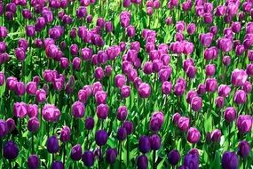 purple tulips in the meadow in the park