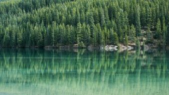 pine tree forest mirroring on the lake