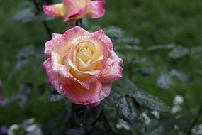 raindrops on a colorful rose