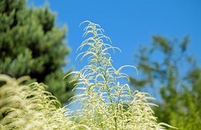 White Herb plant closeup