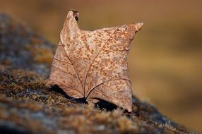 Beautiful, dry brown leaf on the wood in autumn