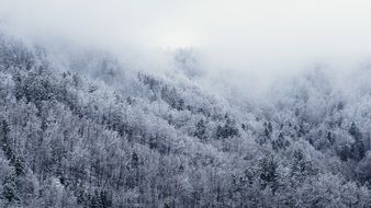 incredible beauty Snow Forest