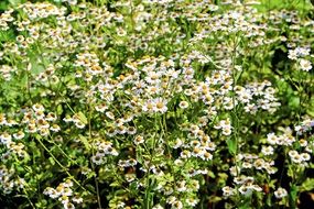 Chamomile Ornamental