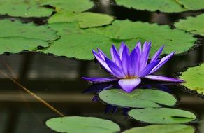 bright blue water lily in water close up