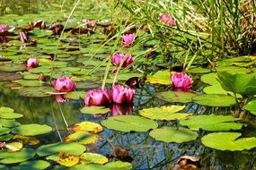 pink water lilies on a pond on a sunny day