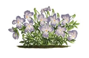 Clipart of Violet Plants