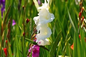 white gladiolus among other flowers