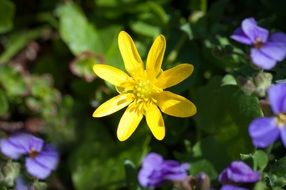 Chelidonium majus or Celandine