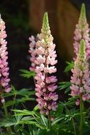 unusually beautiful Lupine
