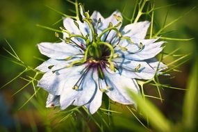 Nigella Buttercup in summertime