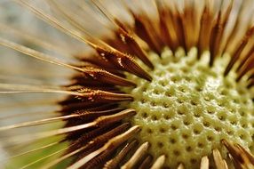 dandelion plant macro shot