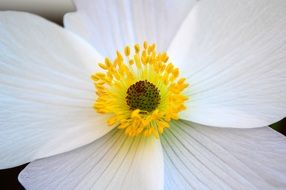 striking Anemone White Flower
