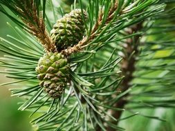 beautiful Green Pine branch with new cones