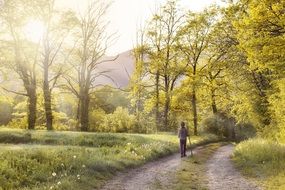 Landscape of spring forest at the sunlight