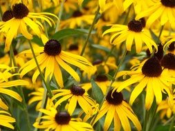 Brown flowers with the yellow petals in spring