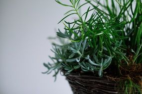 incredibly delicious Plants Basket