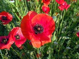 red open wildflowers, Poppies