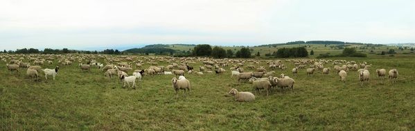 many sheep on a green meadow