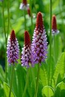 Flower Lupinien Orchid