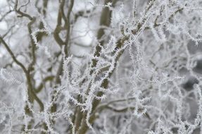 trees in hoarfrost in frost closeup