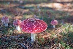 Toxic mushrooms on a forest floor