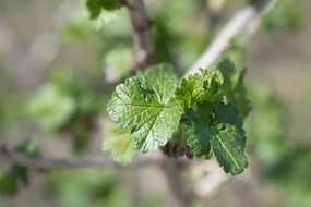 Green leaves on a bush of currant