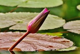 bud of water lily close up
