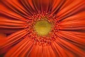 extraordinary beautiful Gerbera