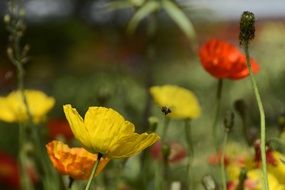 yellow Klatschmohn Flowers Poppy field