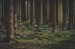coniferous forest in autumn