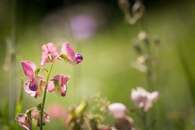 Tuberous Lathyrus ot lathyrus tuberosus