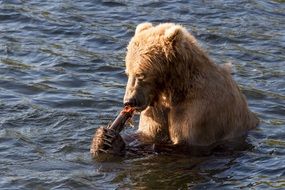 brown bear in deep water