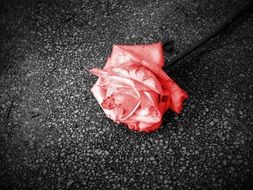 abandoned red rose