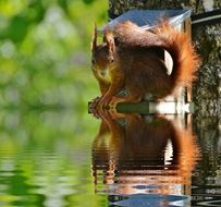 squirrel near the lake