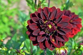 Ladybug on the beautiful red dahlia flower