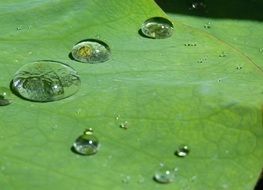 water drops of different sizes on a green leaf