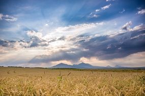 sunset over a field of cereals