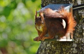 squirrel on a tree in the feeder