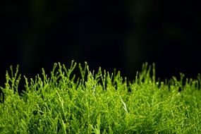 green thuja over the hedge