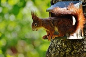 brown squirrel on a tree in a feeder